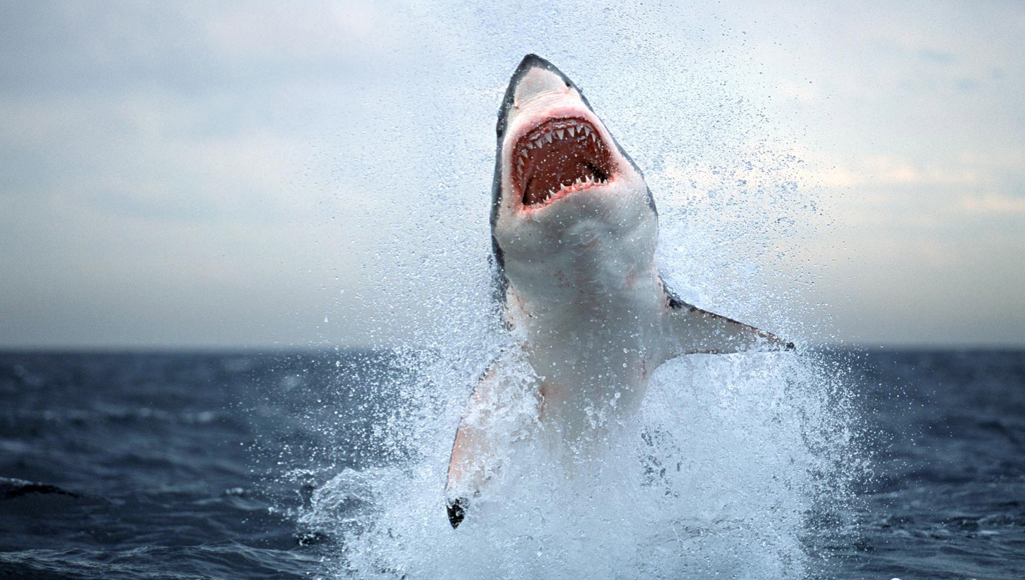 Net result: Ocean warming may see sharks in uncharted waters