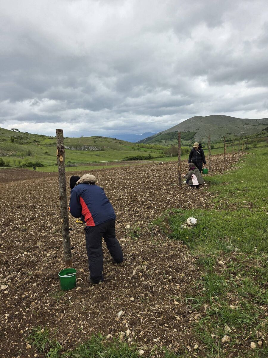 The Rewilding Apennines team of volunteers installing an electric fence to protect crops from animals. The Rewilding Apennines team of volunteers installing an electric fence to protect crops from animals.