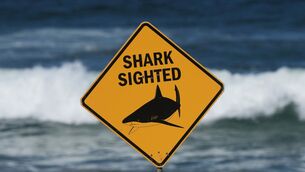 The death was the second from a shark attack in a week (Mark Baker/AP)