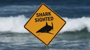 <p>The death was the second from a shark attack in a week (Mark Baker/AP)</p>