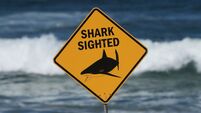Australia Shark Attack