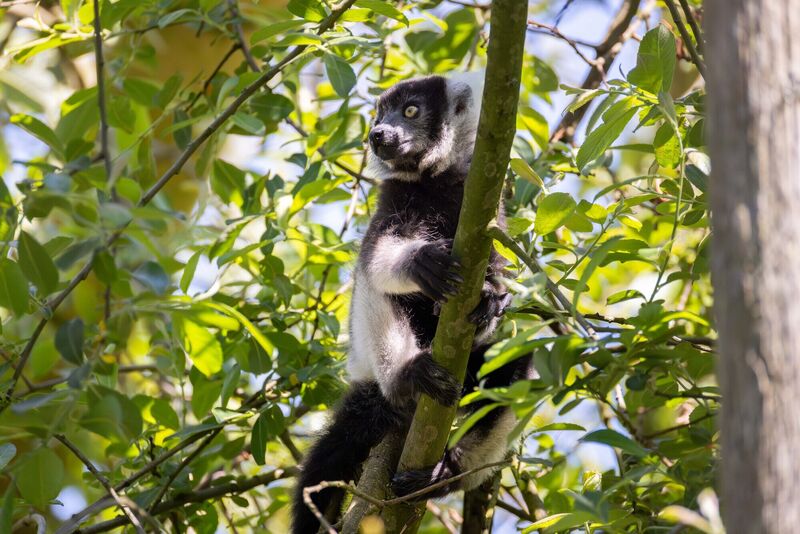 Fota Wildlife Park announced the birth of two critically endangered black-and-white ruffed lemur babies, born on 21st of April to first-time mother Romy and father Iray, following a gestation period of 102 days. Picture: Michael O'Sullivan / OSM PHOTO