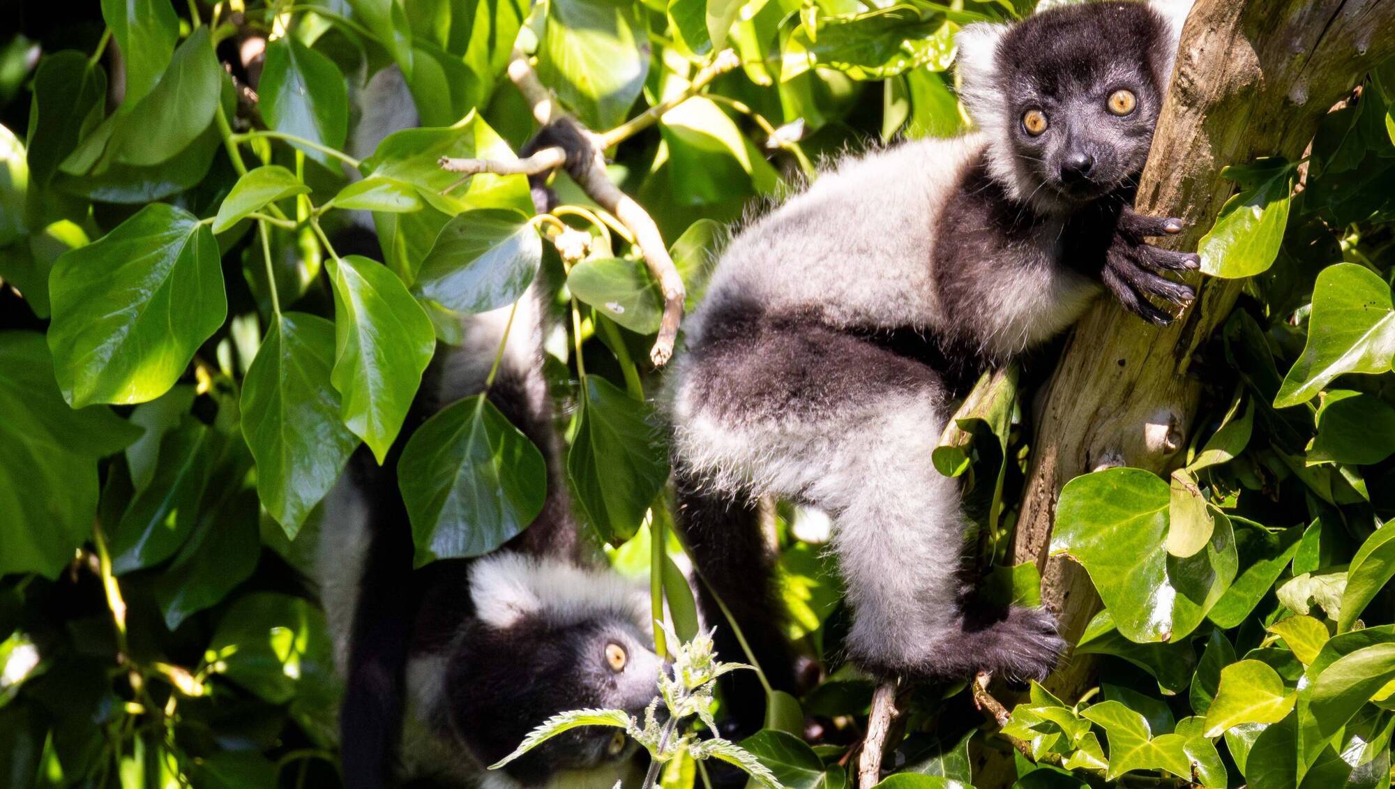 Two critically endangered lemur babies born at Fota Wildlife Park