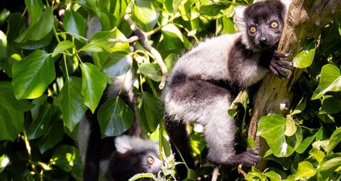 Two critically endangered lemur babies born at Fota Wildlife Park