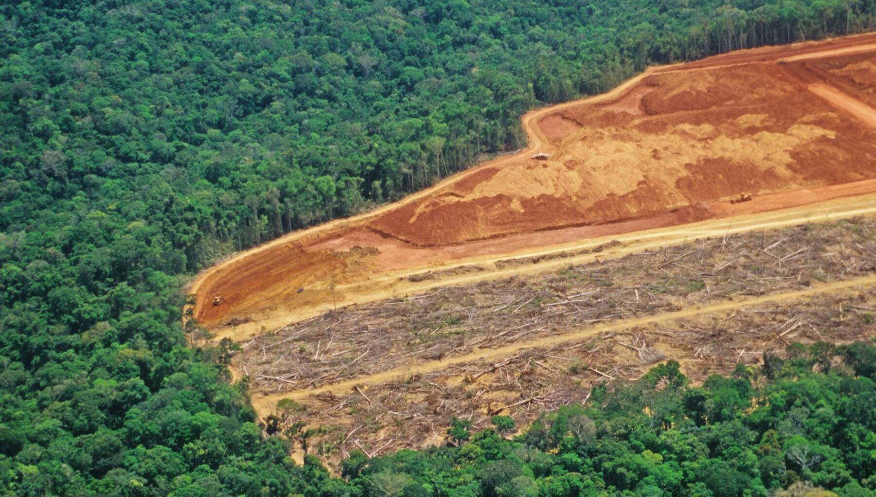 Drug cartels deforesting swathes of the Amazon