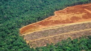 <p>‘Narco-deforestation’, also involves gangs which make money from illegal logging investing their money in coca cultivation. Picture: iStock</p>
