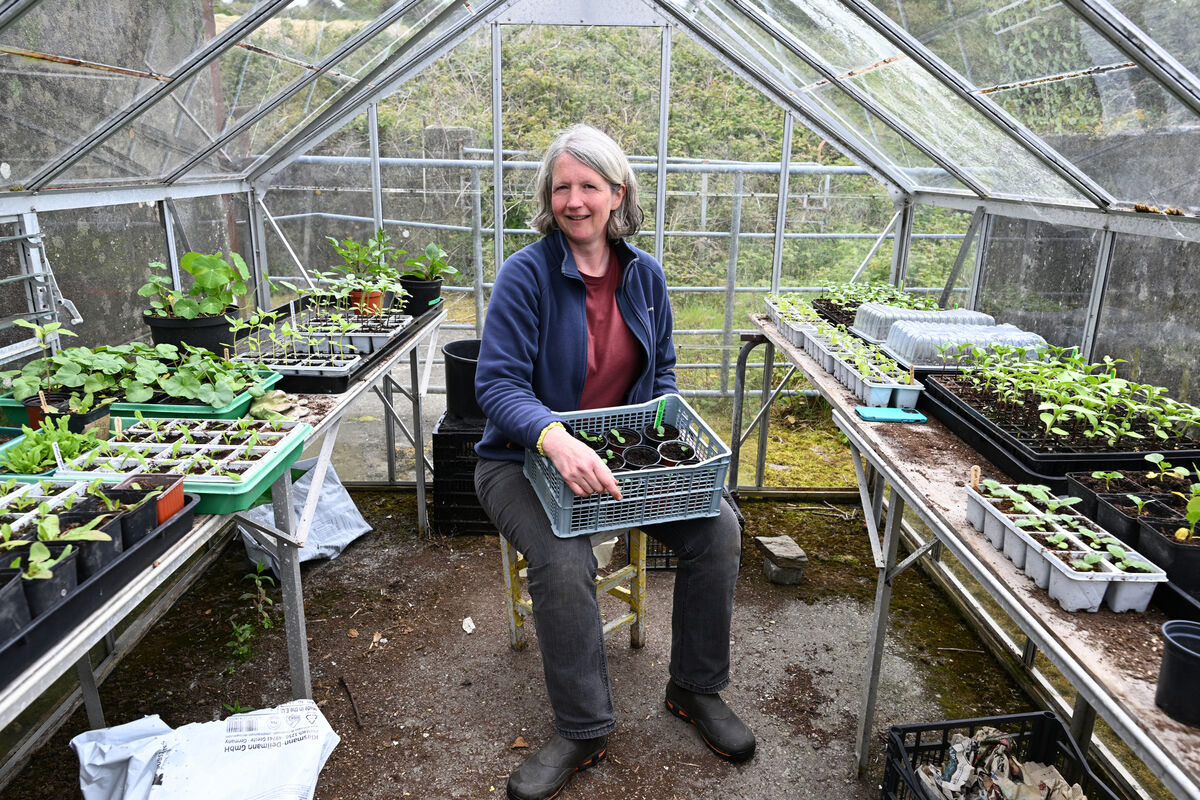 Ruth Fortune working with seedlings in the glasshouse at her flower farm at Glandore, Co. Cork. Picture: Larry Cummins Ruth Fortune working with seedlings in the glasshouse at her flower farm at Glandore, Co. Cork. Picture: Larry Cummins