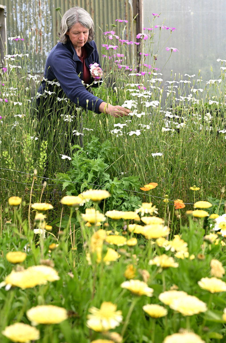 Ruth Fortune working at her flower farm at Glandore, Co. Cork. Picture: Larry Cummins Ruth Fortune working at her flower farm at Glandore, Co. Cork. Picture: Larry Cummins