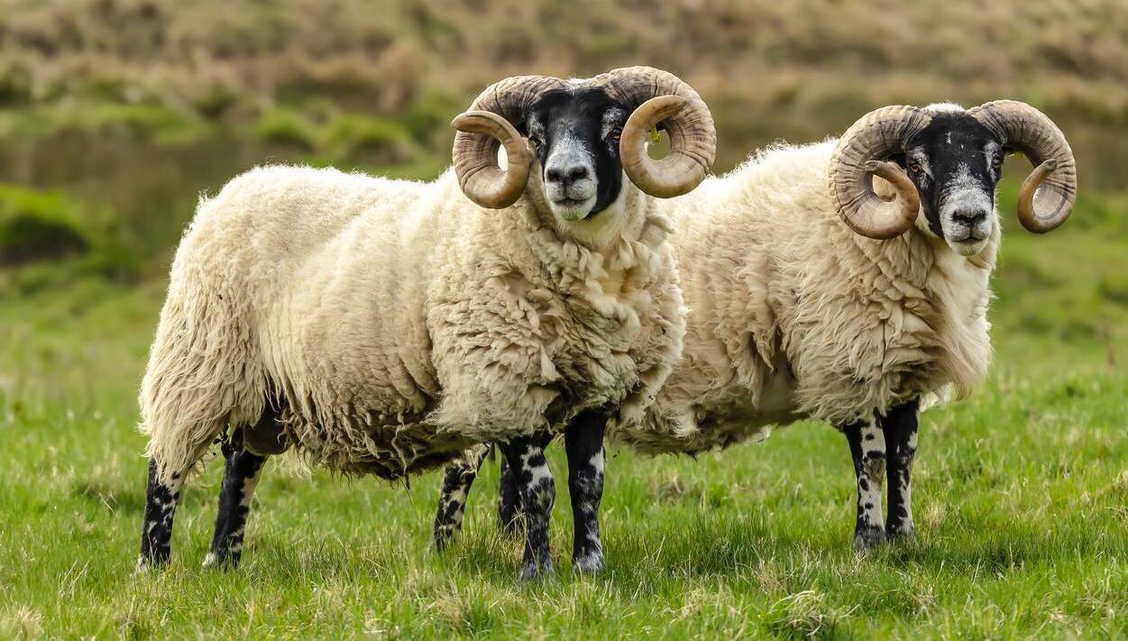 Land Mobility Service to support Dawn Meats’ future Flock Programme