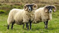 Sheep, Scottish Blackface, Swaledale rams in Springtime.  Two fine rams with magnificent curly horns, facing front in green mead