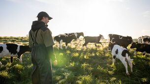 <p>Young calves/weanlings on grass are thriving well once they are getting a fresh pick of grass regularly. Those not being moved regularly and being forced to graze very tightly are not performing well as energy intakes are poor.</p> <p>Young calves/weanlings on grass are thriving well once they are getting a fresh pick of grass regularly. Those not being moved regularly and being forced to graze very tightly are not performing well as energy intakes are poor.</p>