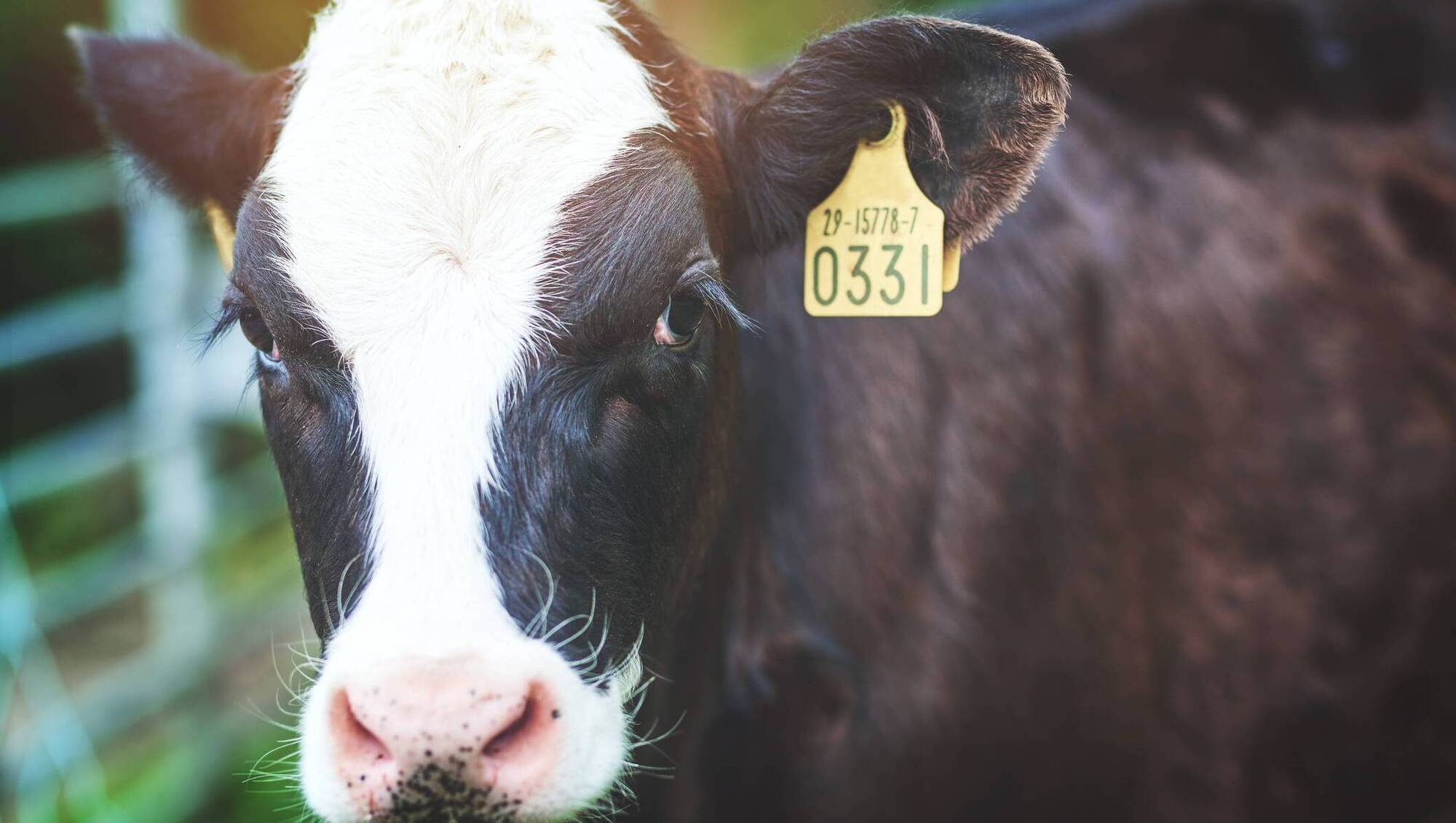 Cross-border BVD hot spot remains as island-wide eradication push intensifies