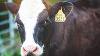 Well moo to you too