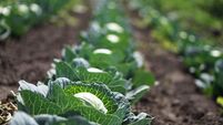 Cabbage in the garden of the farmer. Field with vegetarian plants in summer. Stock background, photo