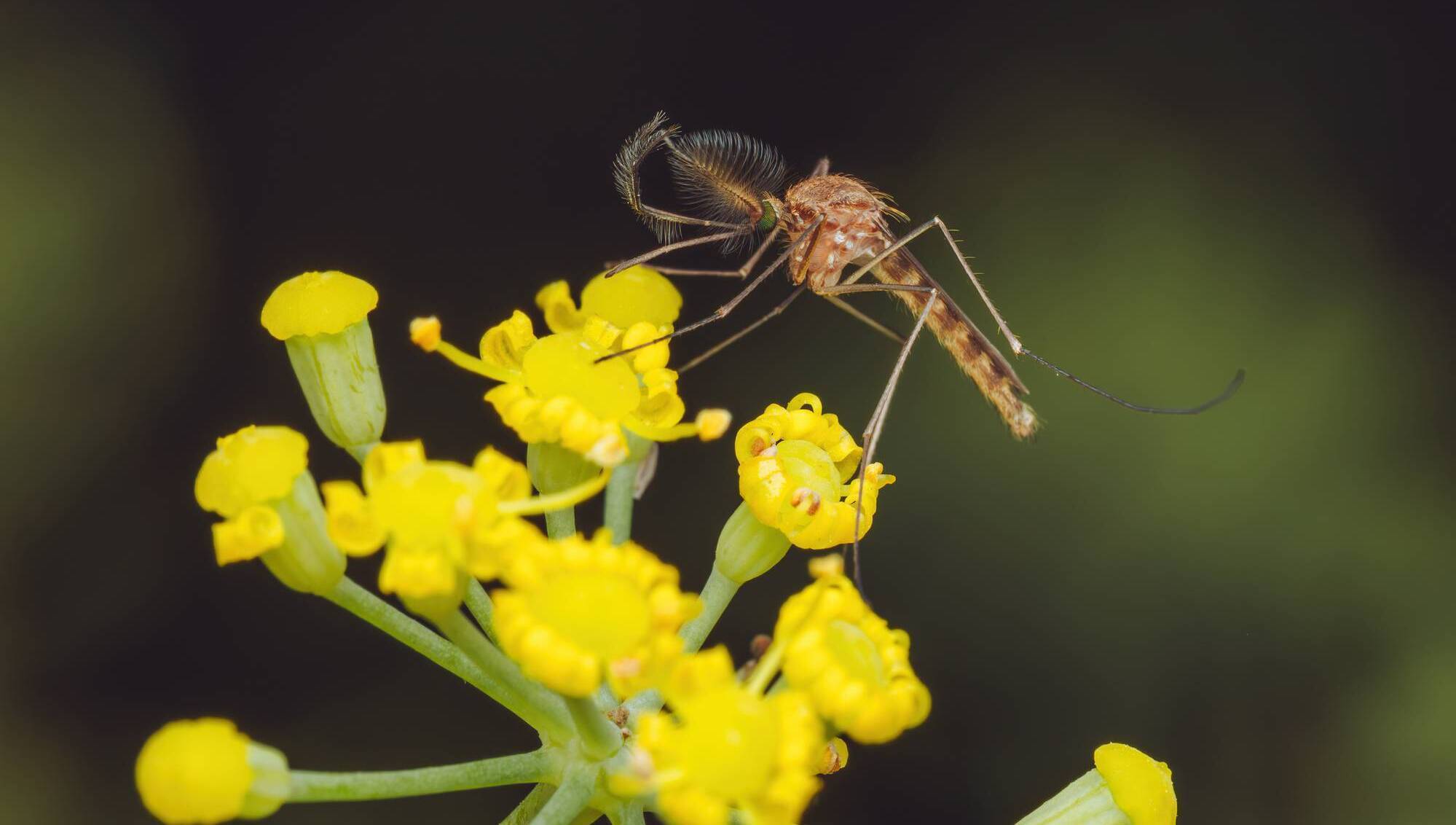 Hot topic: The ecological winners of the mini May heatwave
