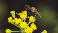 A close up of a male Common House Mosquito on a Fennel flowers (Culex pipiens)