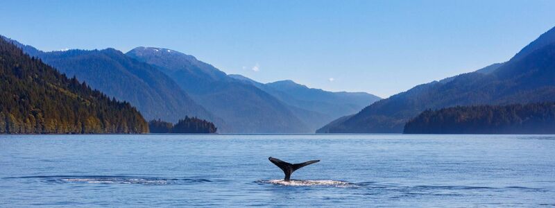 Humpback Whale watching Canada Humpback Whale watching Canada