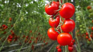 <p>The fuel support scheme for the specialist horticulture sector will open in early June.</p> <p>The fuel support scheme for the specialist horticulture sector will open in early June.</p>