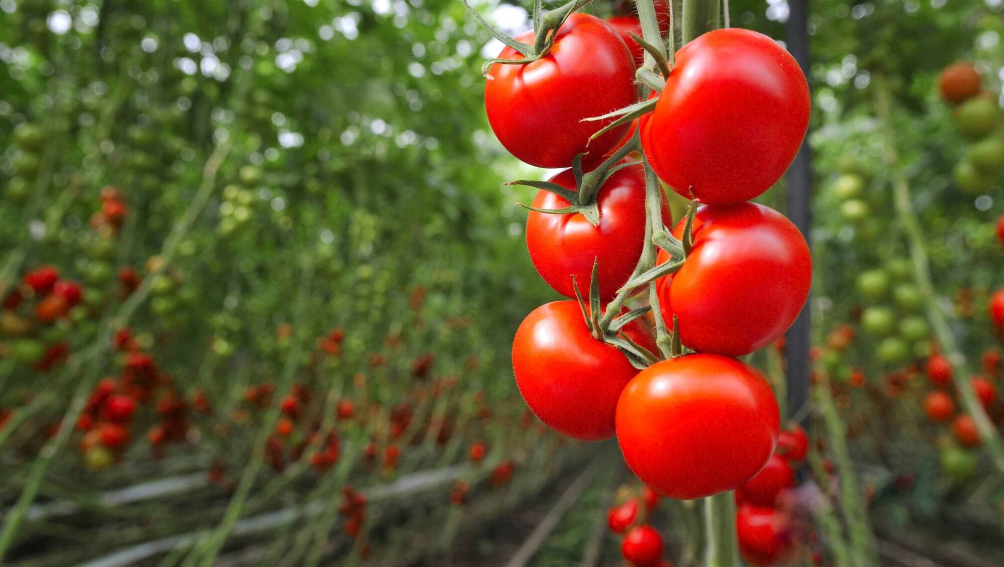 Specialist horticulture fuel support scheme worth €2m announced