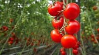 Tomato Greenhouse