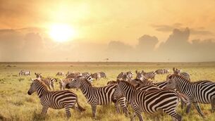 <p>8 nights in Kenya split between conservation-focused safari and beach shores </p> <p>8 nights in Kenya split between conservation-focused safari and beach shores </p>