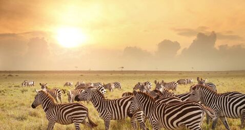 Zebras in the morning