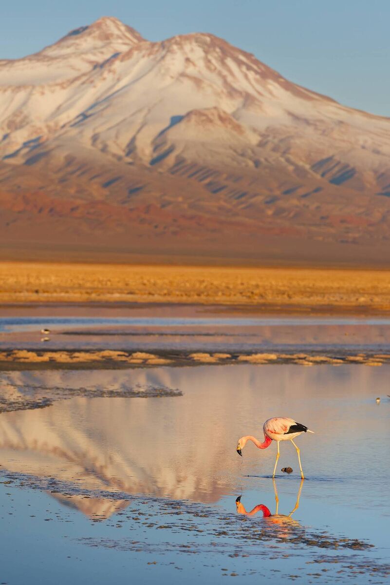 Chilean Flamingos in the Atacama Desert Chilean Flamingos in the Atacama Desert
