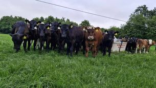 <p>AHI has announced CalfCare events in Louth, Sligo and Kildare.</p> <p>AHI has announced CalfCare events in Louth, Sligo and Kildare.</p>
