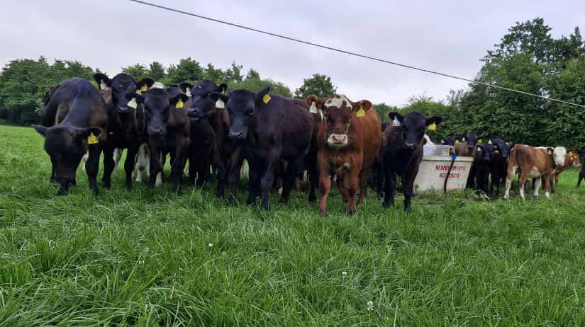 ‘Summer sets the standard’ for 2026 CalfCare events