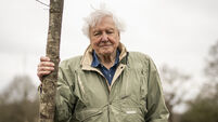 Queen's Green Canopy - Sir David Attenborough