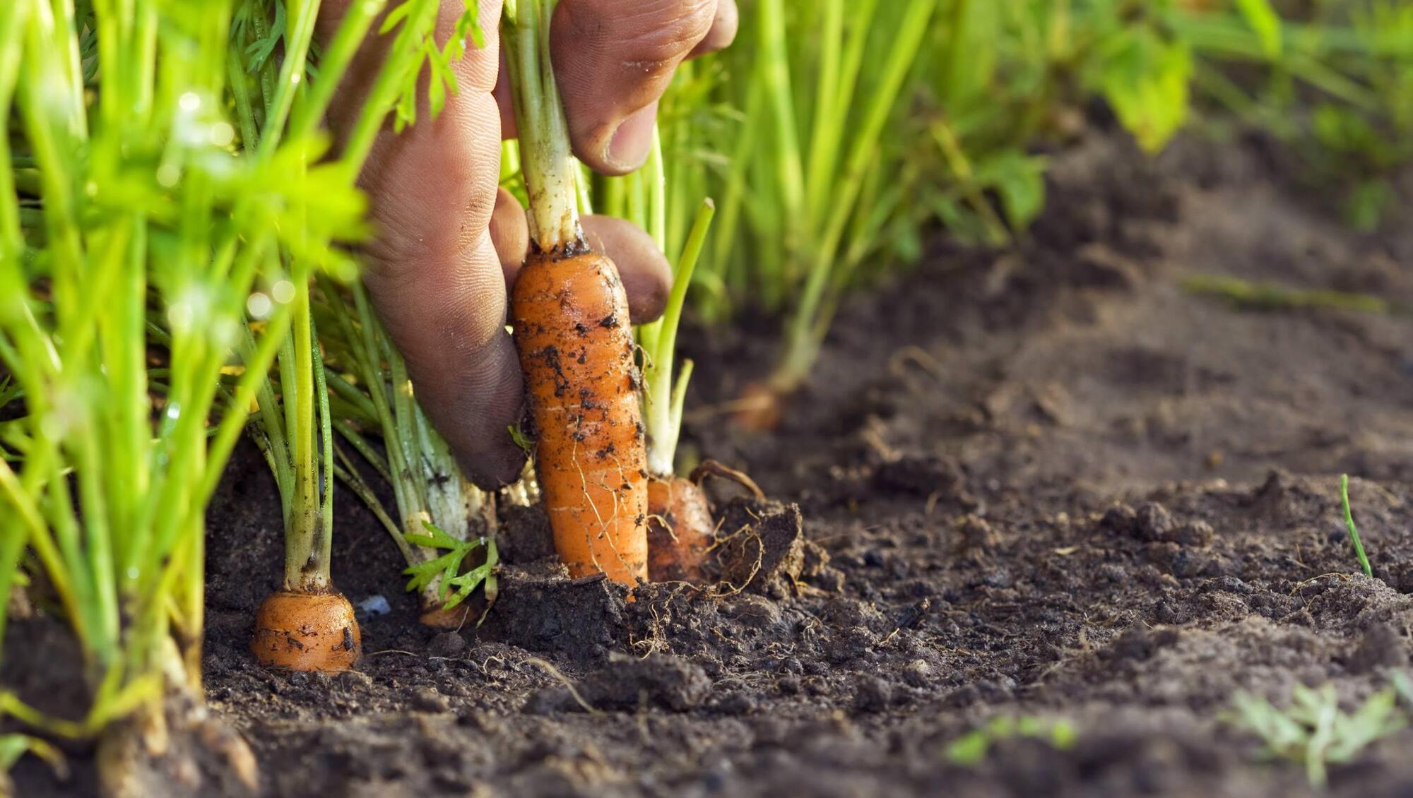 Macra warns rising costs pushing horticultural sector's 'young growers to the brink'