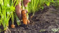 Corrot in field