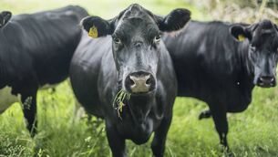<p>New awards to recognise organic farmers and food businesses across Ireland has been launched, to celebrate producers, retailers, exporters, farmers and food businesses in Ireland's expanding organics industry. File photo</p>