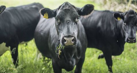 Black Angus cows in a field