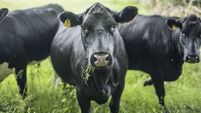 Black Angus cows in a field