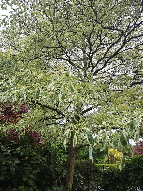 Mature wedding cake tree in the front garden of Cúl Árd, Ardfoyle Crescent Mature wedding cake tree in the front garden of Cúl Árd, Ardfoyle Crescent