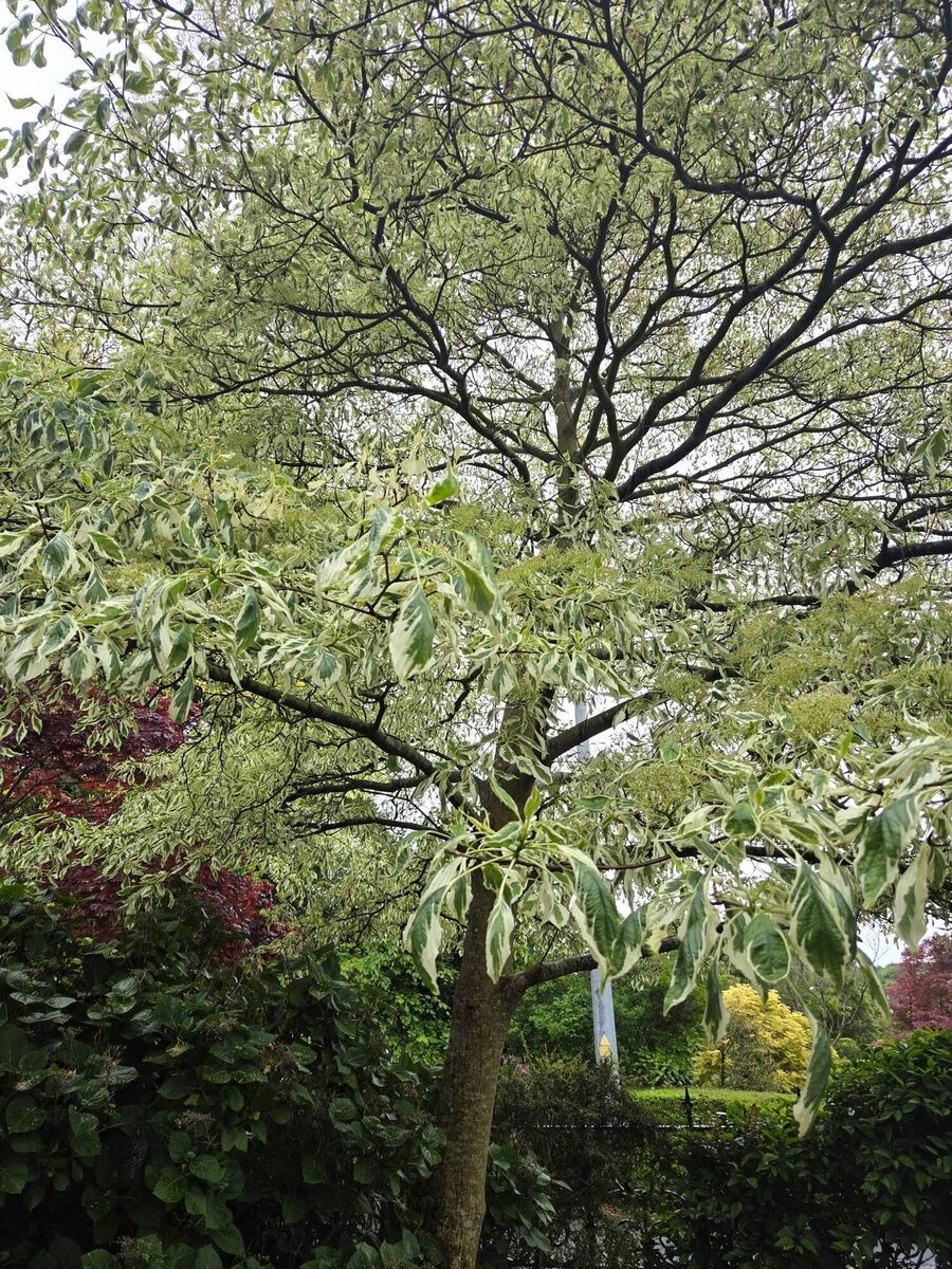 Mature wedding cake tree in the front garden of Cúl Árd, Ardfoyle Crescent