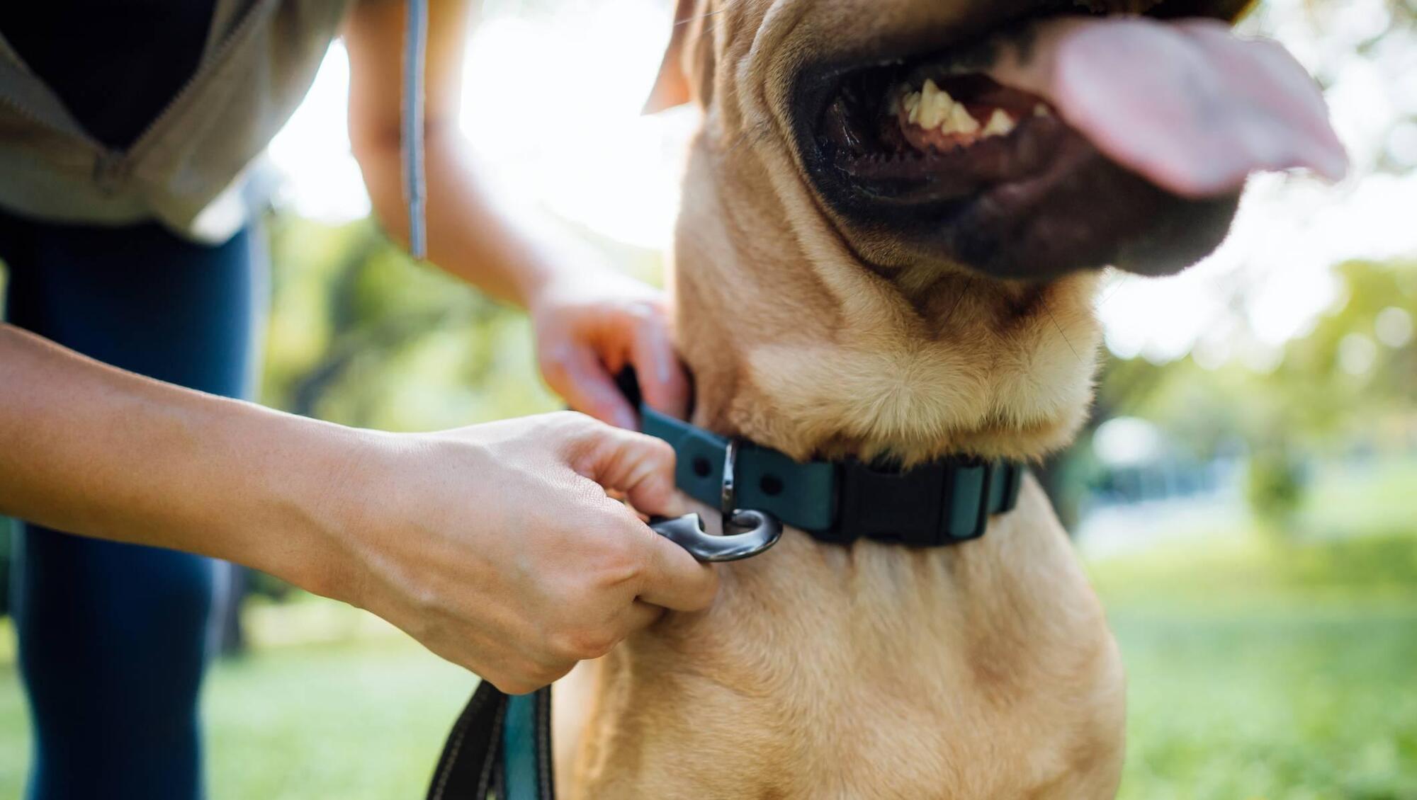 Cork dog owners fined for licences but not microchipping, councillor claims