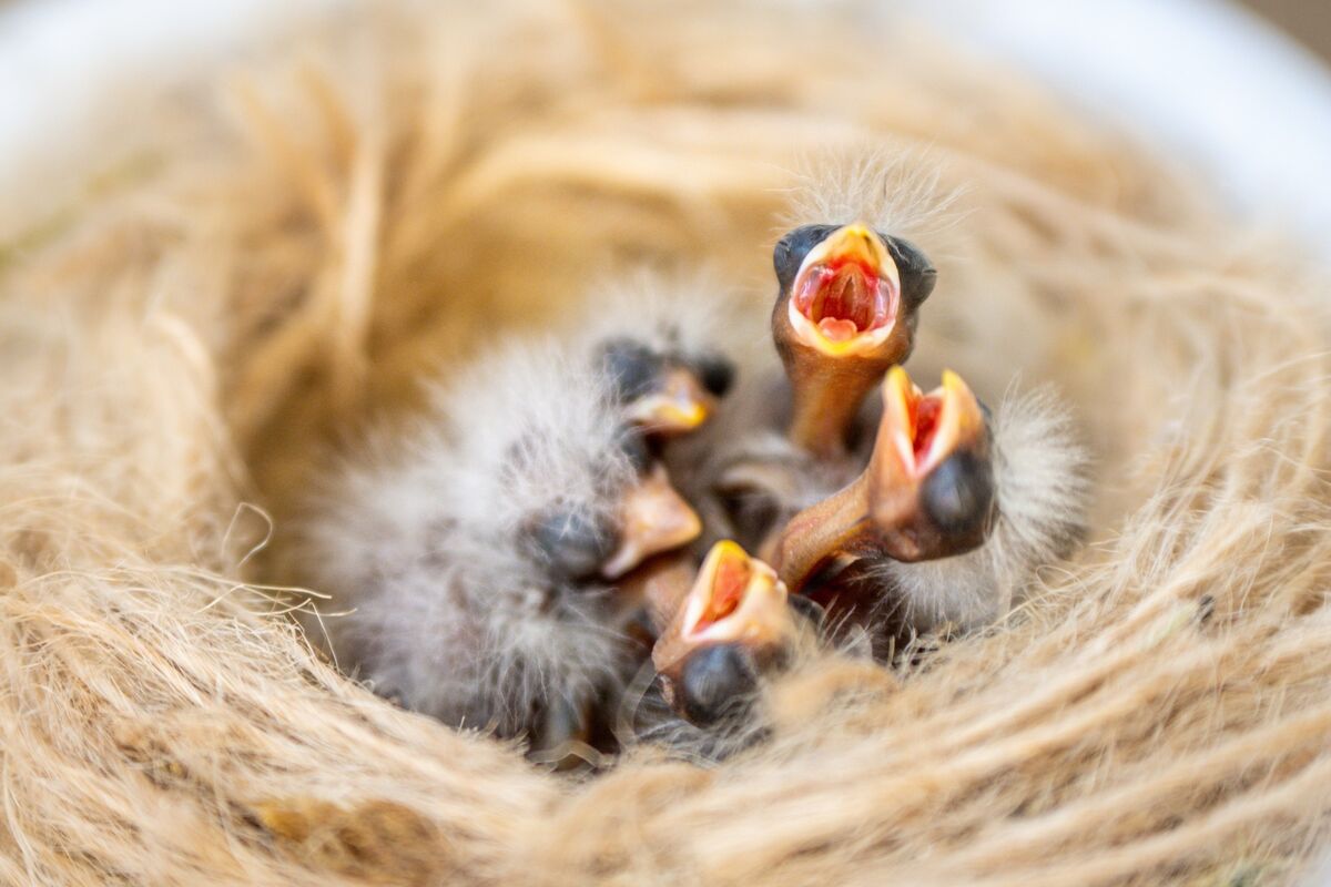 Tiny day-old canary hatchlings fit in the palm of Paul Weems’ hand at his home in Mahon. The birds, each smaller than his thumbnail, are carefully hand-reared by the former pigeon champion into prized show birds. Picture: Chani Anderson Tiny day-old canary hatchlings fit in the palm of Paul Weems’ hand at his home in Mahon. The birds, each smaller than his thumbnail, are carefully hand-reared by the former pigeon champion into prized show birds. Picture: Chani Anderson