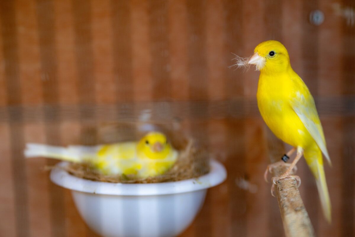 A mother canary watches over her nest in the bird shed built by Paul Weems behind his Mahon home, where the former pigeon racing champion now spends hours breeding and caring for delicate show birds. Picture: Chani Anderson A mother canary watches over her nest in the bird shed built by Paul Weems behind his Mahon home, where the former pigeon racing champion now spends hours breeding and caring for delicate show birds. Picture: Chani Anderson