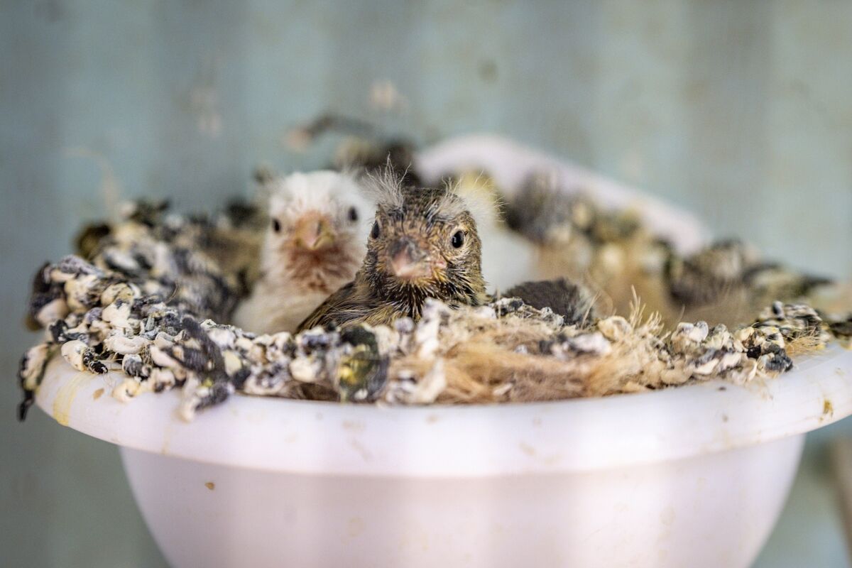 Rare crossbreed hatchlings await feeding in a nest tended by Paul Weems in Mahon. Renowned among breeders for his careful hand-rearing, some of the male show birds can later sell for as much as €2,000. Picture: Chani Anderson Rare crossbreed hatchlings await feeding in a nest tended by Paul Weems in Mahon. Renowned among breeders for his careful hand-rearing, some of the male show birds can later sell for as much as €2,000. Picture: Chani Anderson