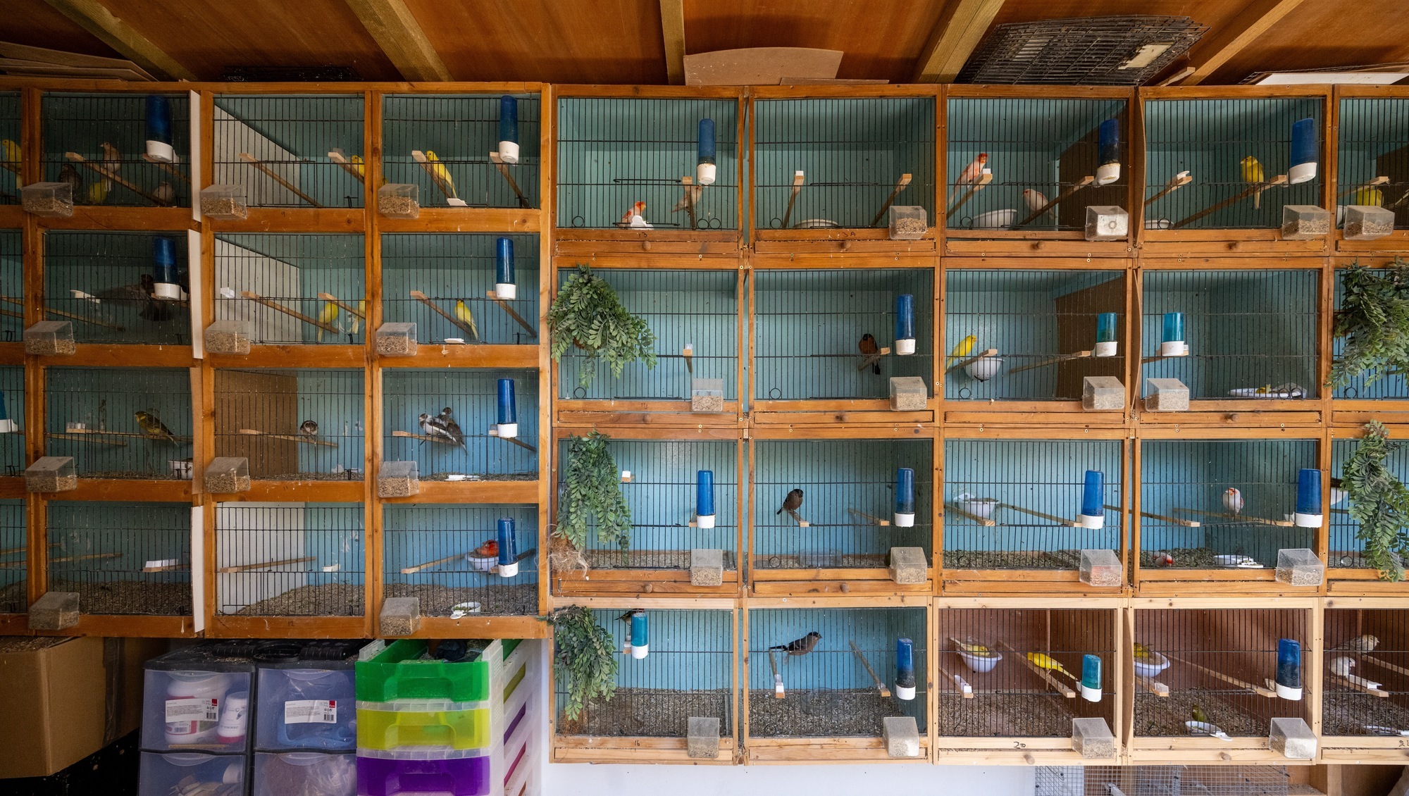 'I'm always in the garden with the birds': The story behind huge Cork aviary and how rare birds are worth €2,000