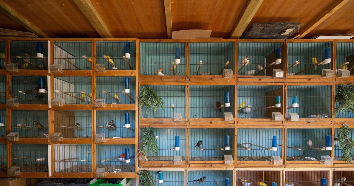 'I'm always in the garden with the birds': The story behind huge Cork aviary and how rare birds are worth €2,000