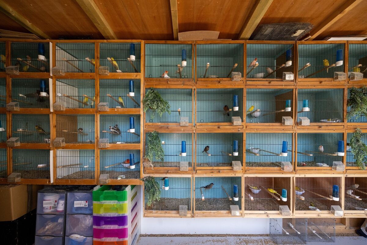 Rows of cages filled with canaries and rare show birds inside the shed built by Paul Weems at his Mahon home, where hours of daily feeding, cleaning and careful breeding go into maintaining the prized collection. Picture: Chani Anderson