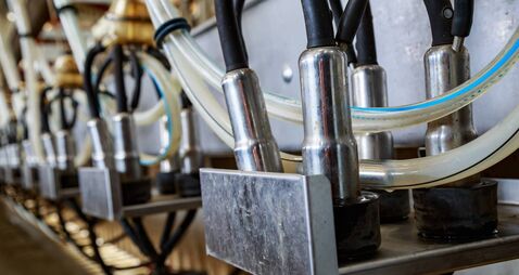 close-up of an automatic milking machine in a dairy cow farm