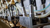 close-up of an automatic milking machine in a dairy cow farm