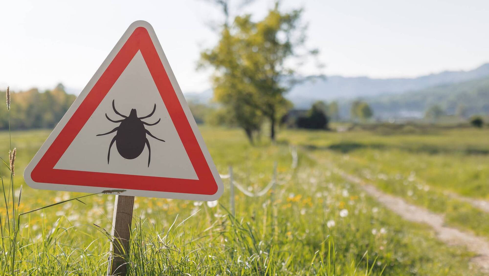 Life Hack: How to remove a tick and what you need to know about Lyme disease