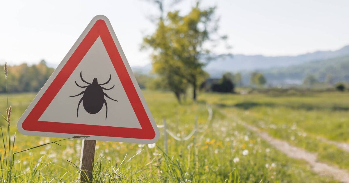 Life Hack: How to remove a tick and what you need to know about Lyme disease