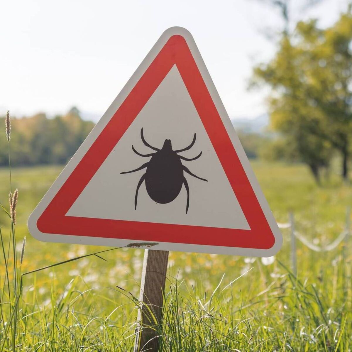 Life Hack: How to remove a tick and what you need to know about Lyme disease