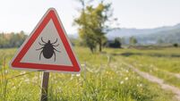 Warning sign for ticks along countryside path during tick season